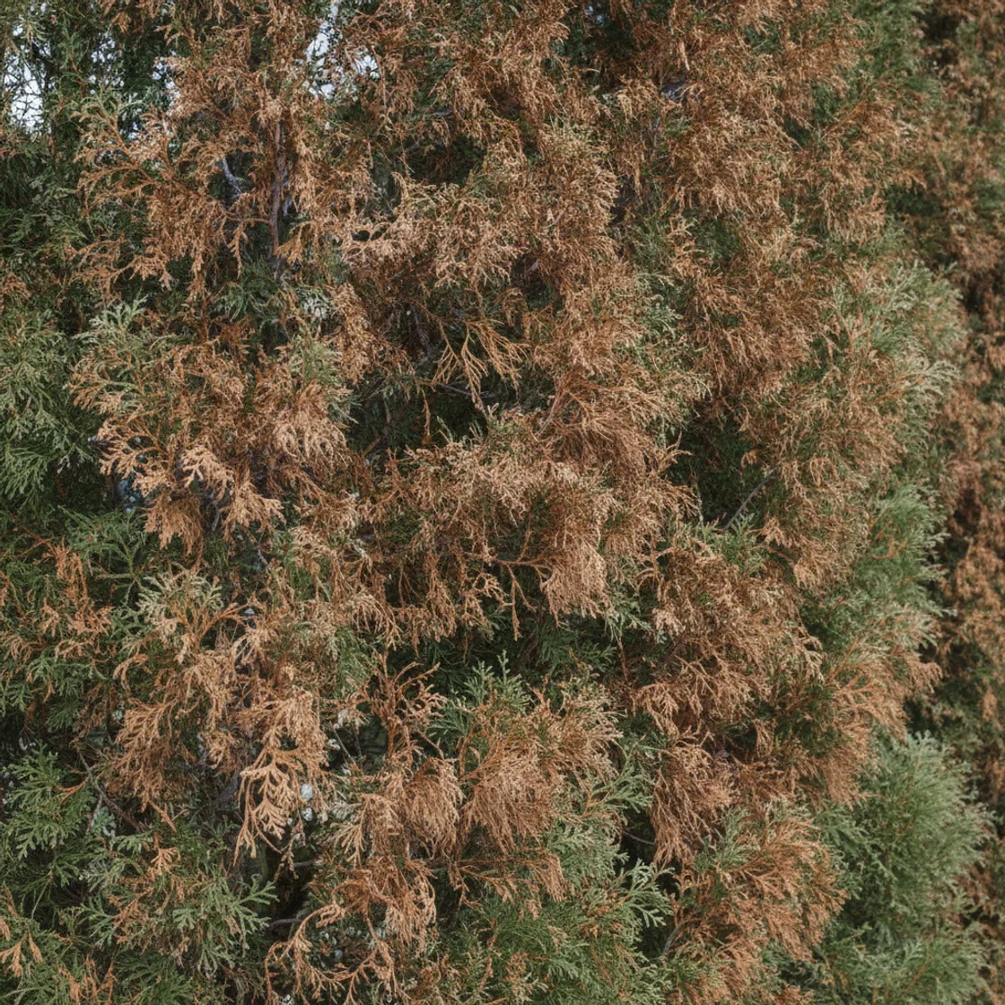 Tree foliage turning yellow and brown among green leaves, a sign of summer stress