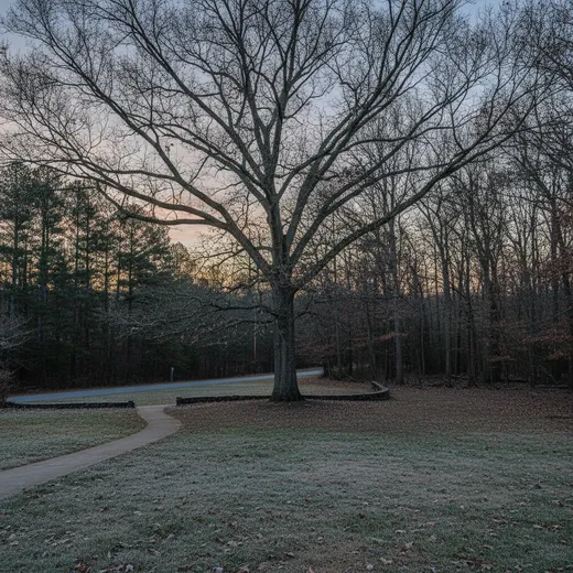 The bare branching silhouette of a large hardwood tree against a pale winter dusk sky, its structure fully visible