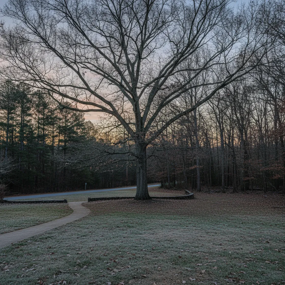 The bare branching silhouette of a large hardwood tree against a pale winter dusk sky, its structure fully visible